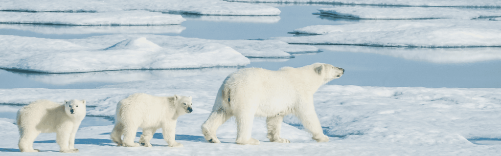 Wildlife Encounters on an Arctic Cruise: Polar Bears, Whales, and More