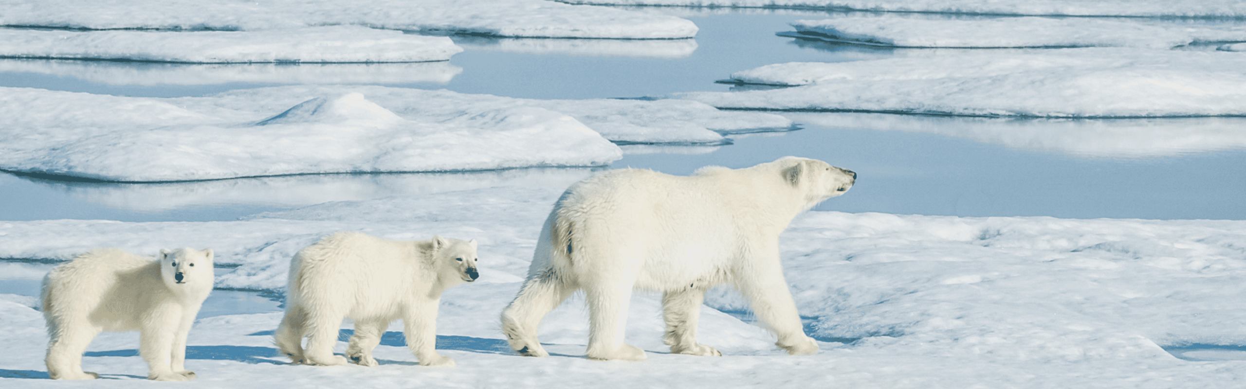 Wildlife Encounters on an Arctic Cruise: Polar Bears, Whales, and More