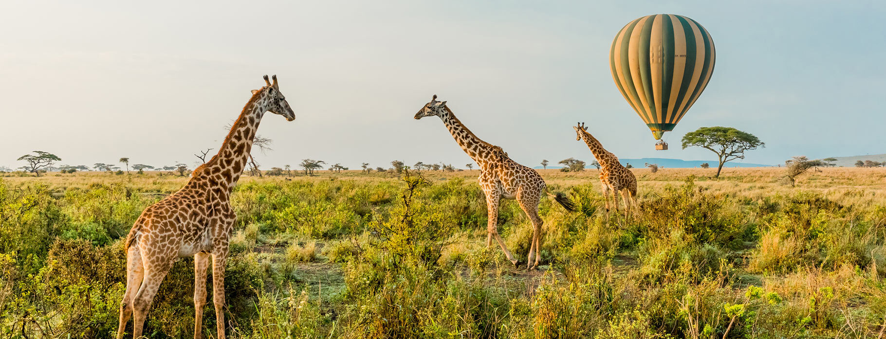 Wildlife