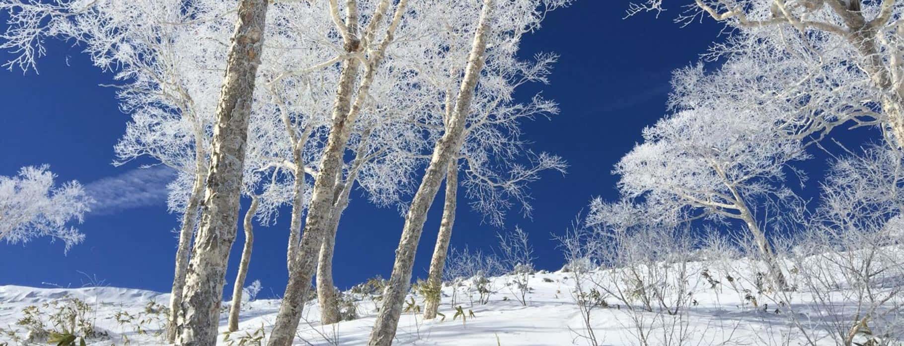 Winter Wonderland